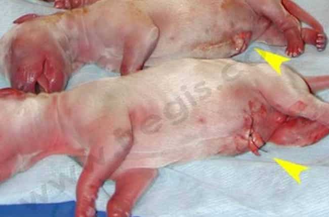 Soins des chiots
