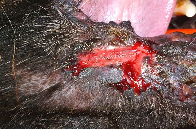 Cellulite idiopathique du Berger allemand