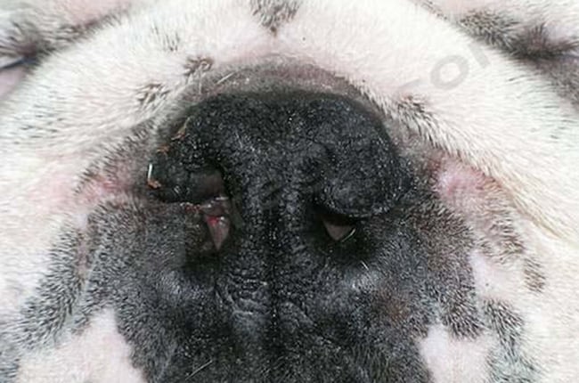Syndrome brachycéphale chez le chien