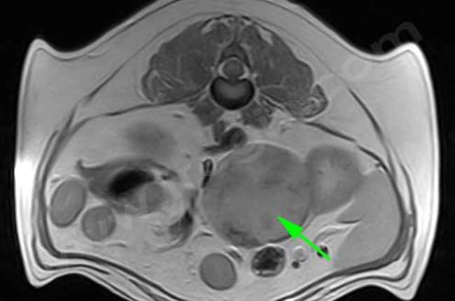 Tumeur du cortex surrénalien chez le chien