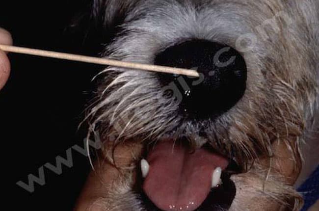 Tumeur hypophysaire chez le chien