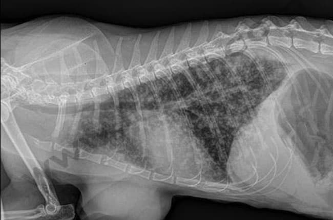 Tumeur pulmonaire chez le chat