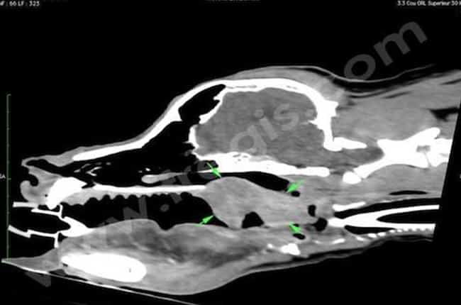 Tumeurs bucco-pharyngées chez le chien