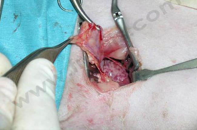 Chylothorax chez le chat