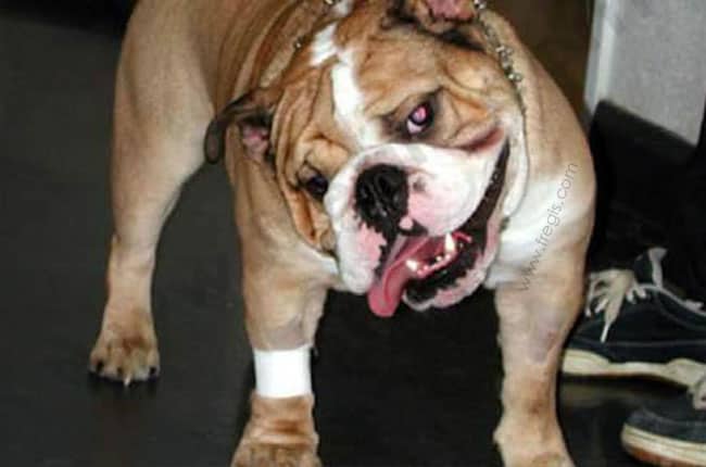 Asymétrie de la tête chez le chien