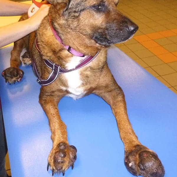 Dermatofibrose nodulaire chez le chien
