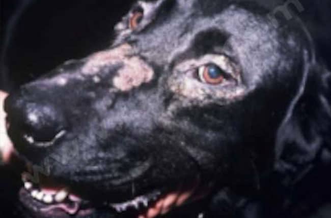 Dermatose répondant au Zinc chez le chien