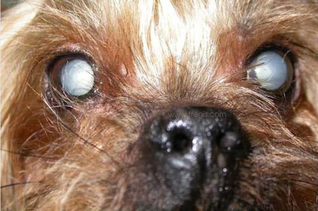 Diabète sucré chez le chien