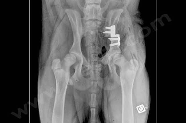 Double et Triple Ostéotomie du Bassin (DOB, TOB) chez le chien