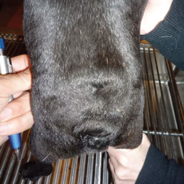 Dysgénésie sacro-coccygienne (agénésie caudale) chez le chien