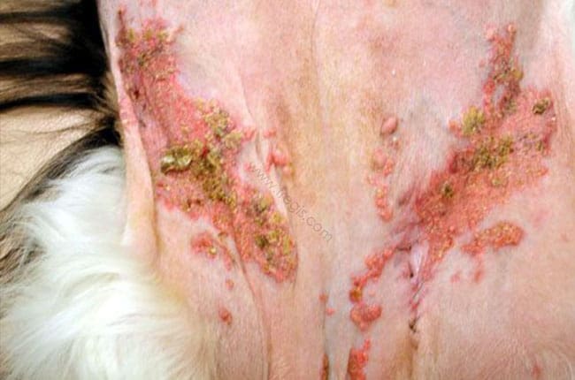 Calcinose cutanée chez le chien