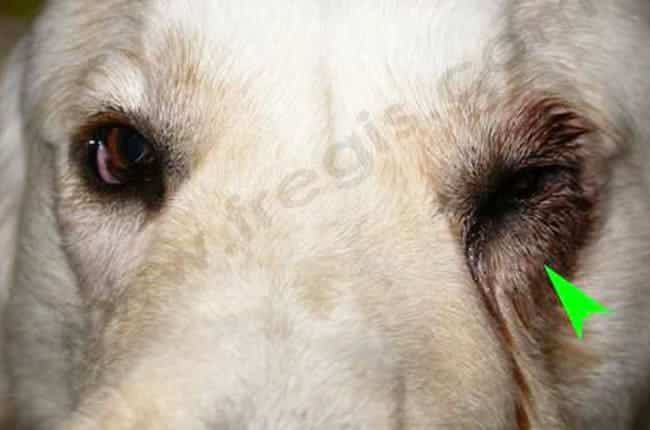 Entropion chez le chien