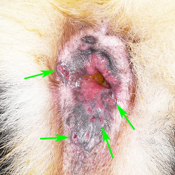 Fistules périanales (furonculose anale) chez le chien