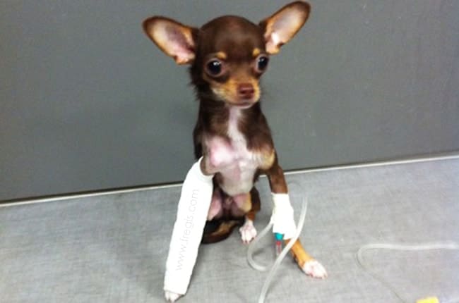 Fracture du radius et de l'ulna chez les chiens de petites races ou races miniatures