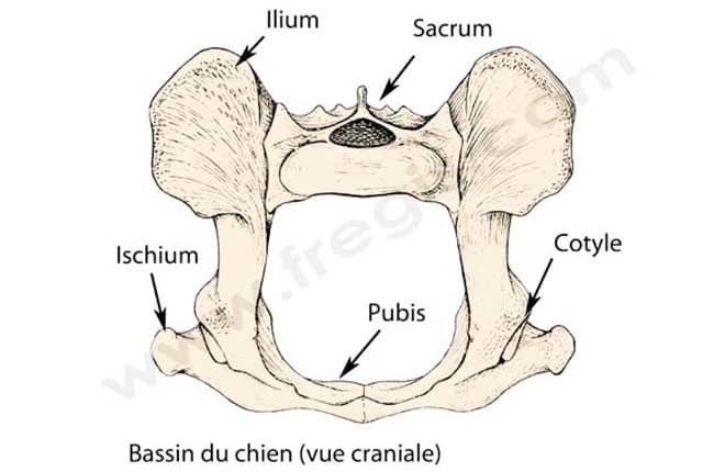 Fractures du bassin chez le chat
