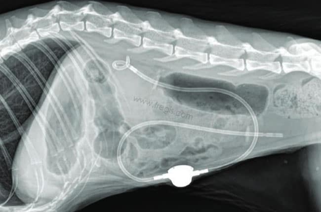 Calcul urétéral et obstruction de l'uretère chez le chat