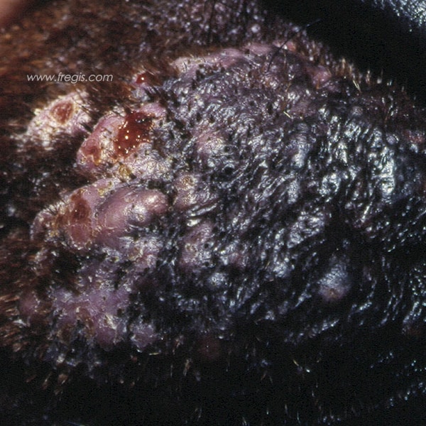 Furonculose du menton et des lèvres (folliculite) chez le chien