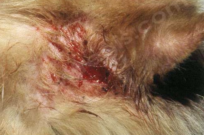 Gale d'oreille ou Otodectose chez le chien et le chat