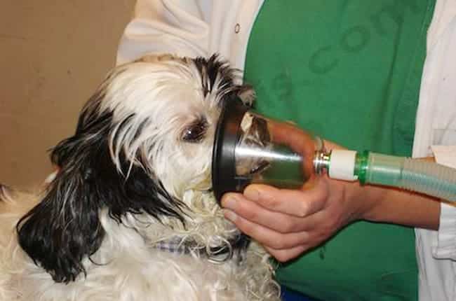 Hernie diaphragmatique chez le chien