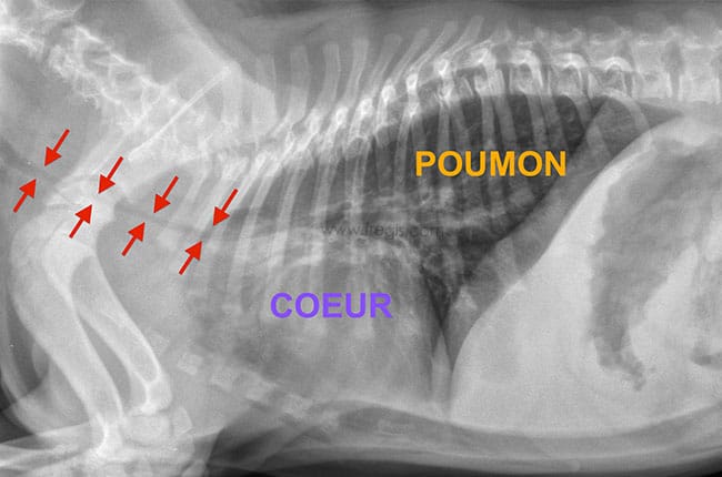 Hypoplasie trachéale chez le chien