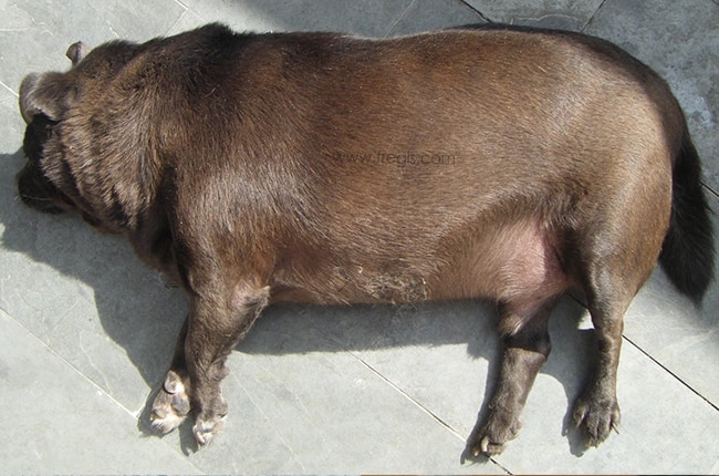 Hypothyroïdie chez le chien