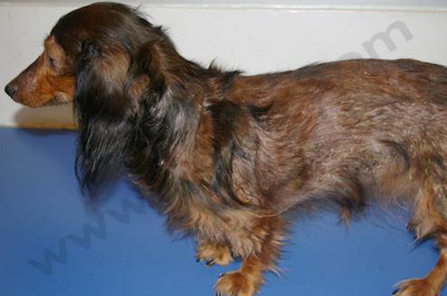 Leishmaniose chez le chien