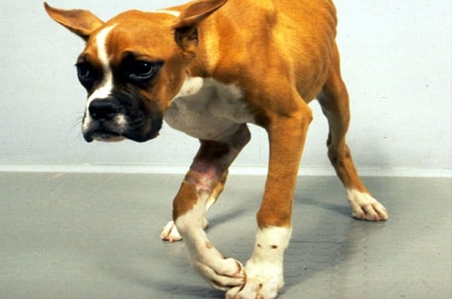 Maladie de Carré chez le chien
