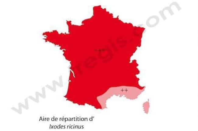 Maladie de Lyme chez le chien