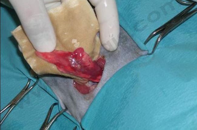 Tumeur pulmonaire chez le chat