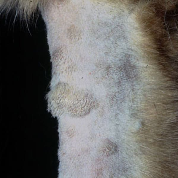 Dermatofibrose nodulaire chez le chien