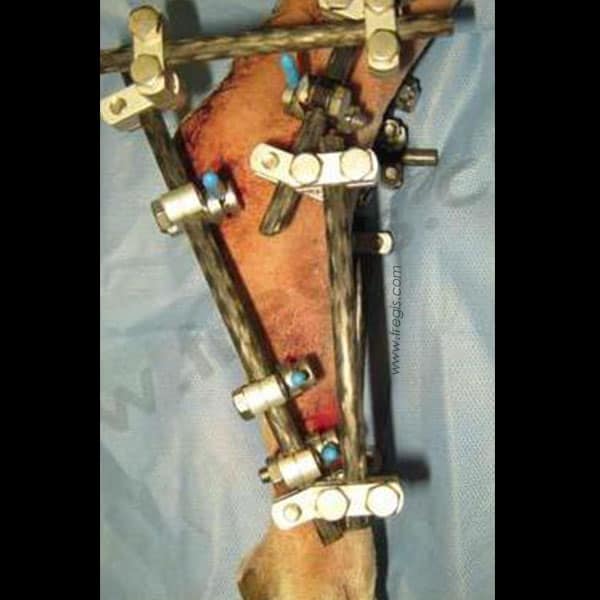 Atteinte (et "rupture") du tendon d'Achille (corde du jarret) chez le chien