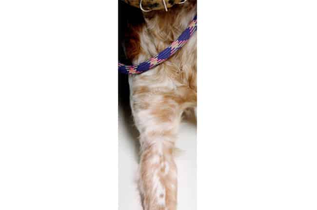 Dépistage radiographique d'une dysplasie du coude chez le chien