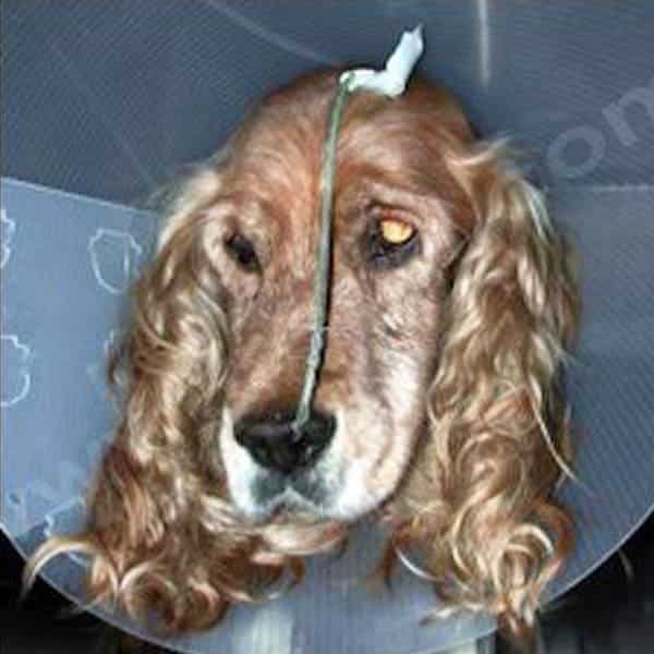 Endocardiose chez le chien