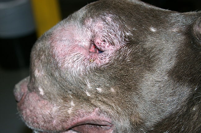 Fibrosarcome chez le chien