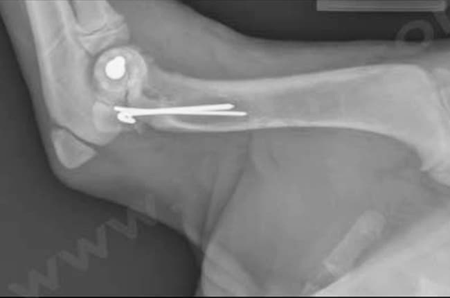 Fractures pédiatriques (ou fractures de type Salter Harris) chez le chien