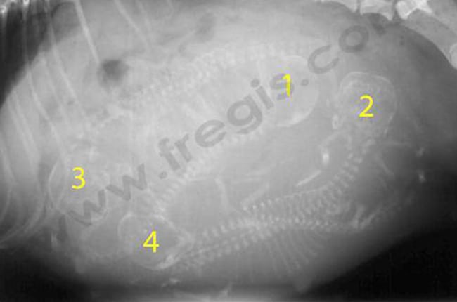 Gestation (Grossesse) chez le chienne