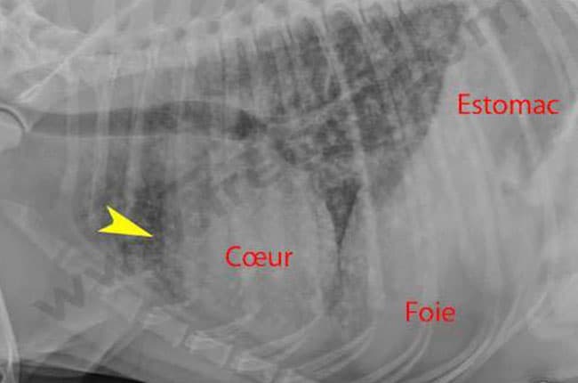 Hémangiosarcome chez le chien