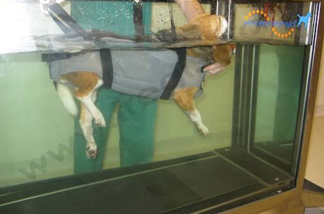 Hydrothérapie chez le chien