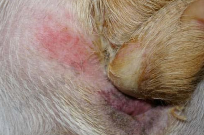 Intertrigo ou affections des plis chez le chien