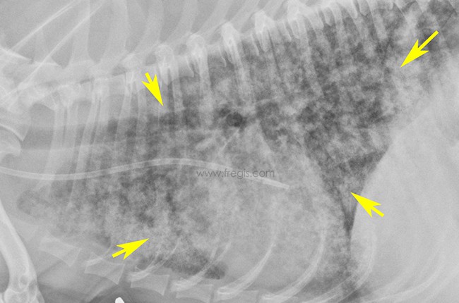 Leptospirose chez le chien