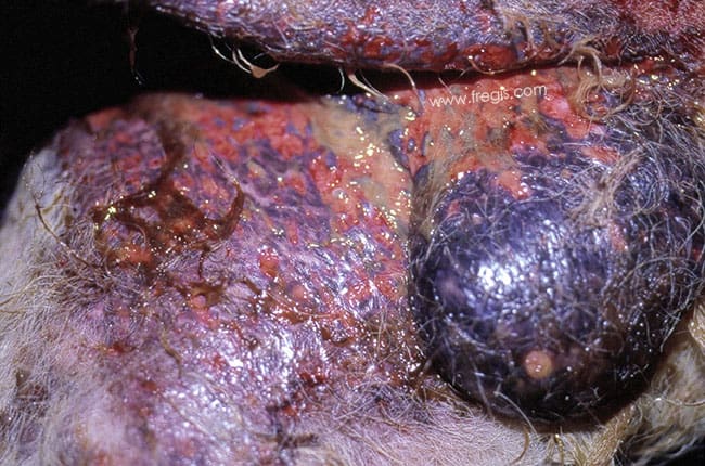 Cellulite idiopathique du Berger allemand