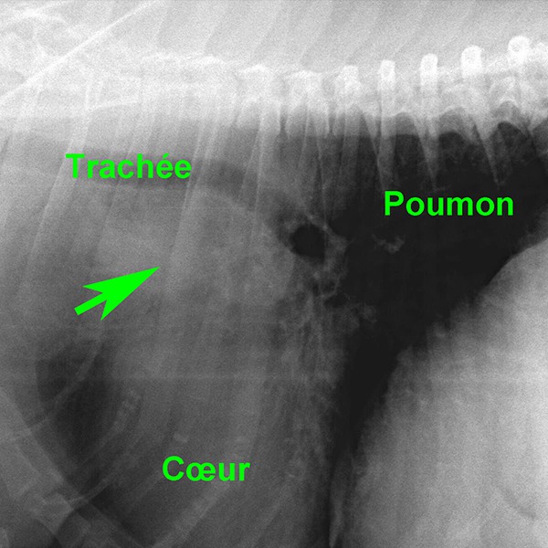 Chémodectome aortique chez le chien