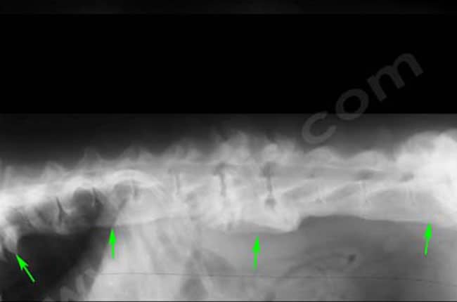 Spondylarthrose déformante chez le chien