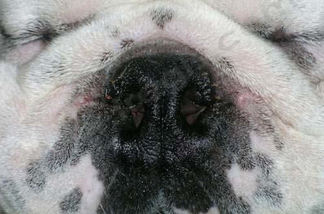 Syndrome brachycéphale chez le chien