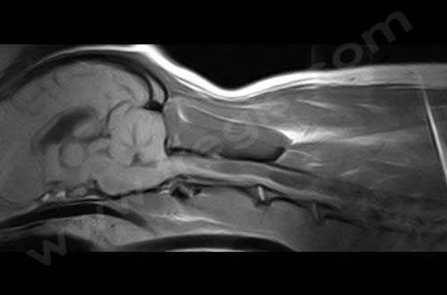Syndrome de type Chiari chez le chien