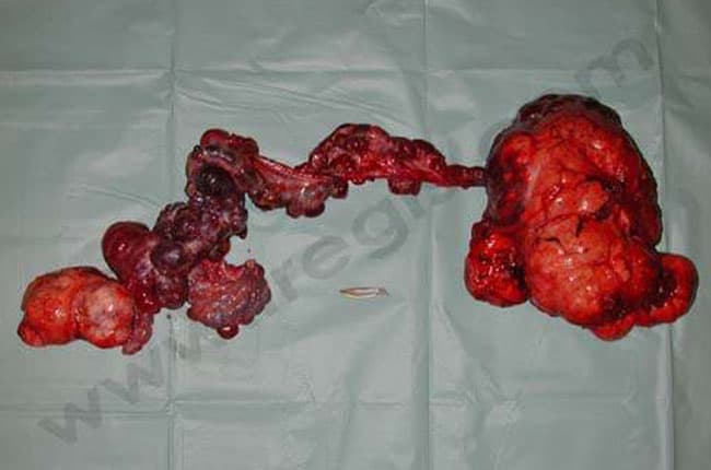 Testicule ectopique chez le chien