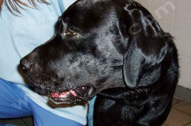 Asymétrie de la tête chez le chien