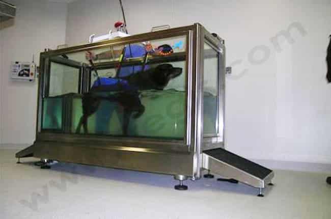 Hydrothérapie chez le chien