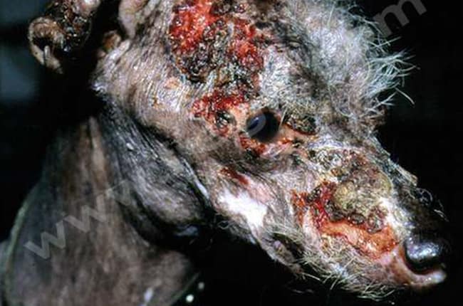 Leishmaniose chez le chien