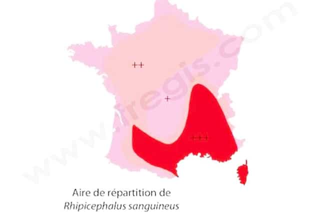 Ehrlichiose chez le chien